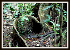 Rain Forest Roots Curtis Falls
