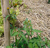 DSC01075 - picão-preto Bidens pilosa, Asteraceae