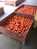 Des tomates pour tout le monde !  All tomatoes you can eat !