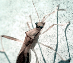 Portrait of an Assassin Bug in IR