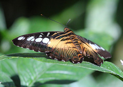 Klipper-Schmetterling