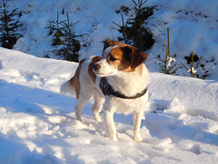 Jack Russell Terrier Clifford DSCN0065