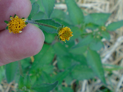 DSC01079 - picão-preto Bidens pilosa, Asteraceae