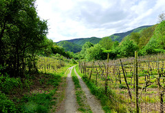DE - Dernau - Hiking through the vineyards