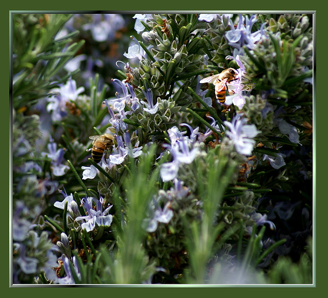 Blühender Rosmarin als Bienenweide. ©UdoSm