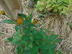 DSC01080 - picão-preto Bidens pilosa, Asteraceae