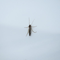 What insect is this (on my car)?  Mosquito sp.?