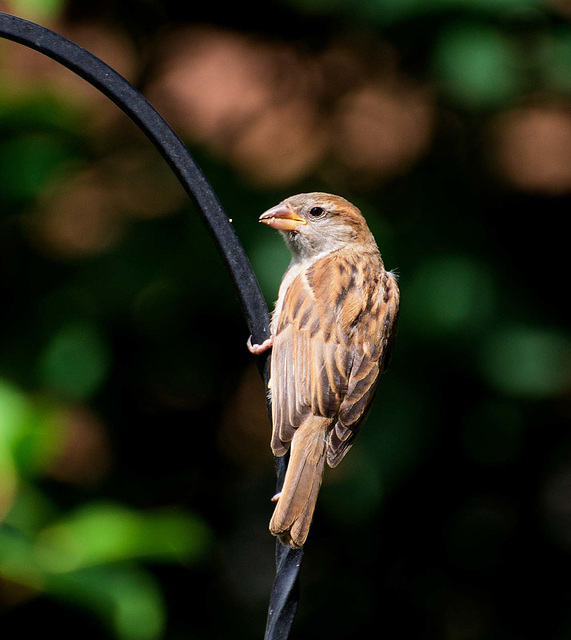 Sparrow (22)