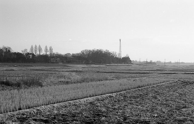 Paddy field in February