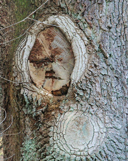 Alter Griesgram - Grumbler Tree