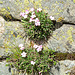 Bulgaria, Pirin Mountains, Power of Life or Flowers in the Rock