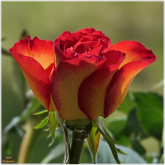 Une jolie Rose ...