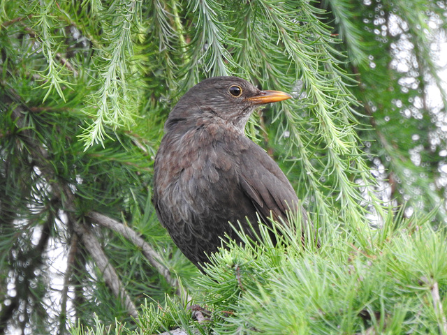 Young Blackbird on Larch.