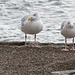 Gulls at the end of the pier.