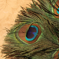 The eye of the peacock (Explored)