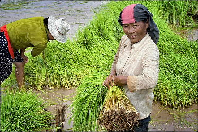 Travail dans les rizières