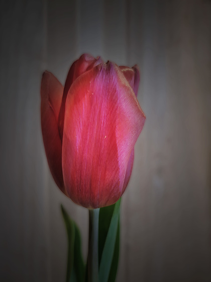 Tulpe etwas anders