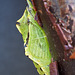 Pieris napi pupa (Green Veined White Chrysalis)