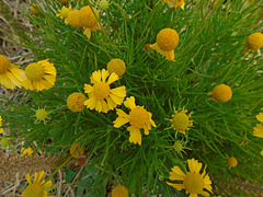 DSC01084 - bertalha Basella alba, Basellaceae