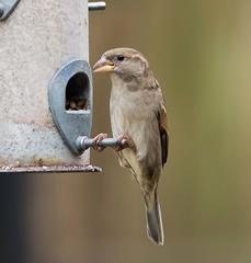 Sparrow (27)