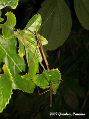 98 Pseudophasma bicolor Males