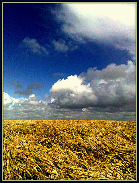 Barleyfield, North Cliffs, Cornwall