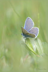 Common blue ~ Icarusblauwtje (Polyommatus icarus) ♂ on a white softly dot...