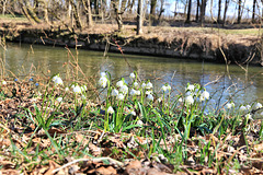 Frühling an der Argen - Bodensee