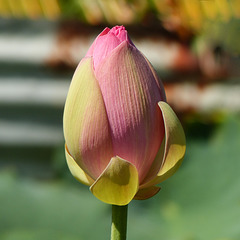 Lotus, Nariva Swamp afternoon