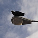 Electric number 10 eagle on street lamp