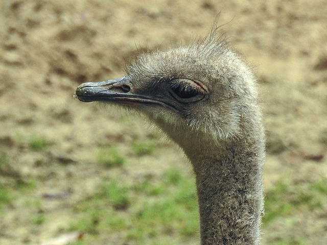 20170928 3050CPw [D~OS] Südafrikanischer Strauß, Zoo Osnabrück