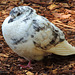 1 (143)...pigeon austria