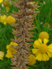 DSC01086a - bertalha Basella alba, Basellaceae