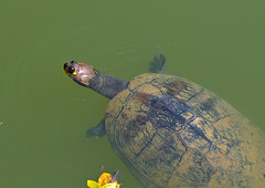 Turtle EF7A6927