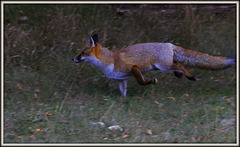 Fox trotter
