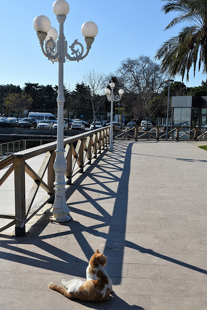 Cat and fence at Fenerbahçe