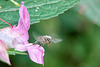 Honey Bee Exiting Himalayan Balsam Flower
