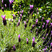 Lavender backlit in the sunshine for H.A.N.W.E
