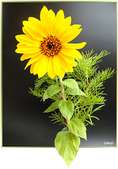 Sunday Sunflower... ©UdoSm