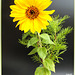 Sunday Sunflower... ©UdoSm
