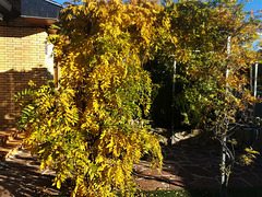 Late autumnal wisteria.