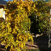 Late autumnal wisteria.