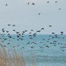 Envol de centaines de canards "fuligule morillon"...(voir sur fond noir)