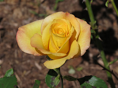 Yellow rose with a little visitor