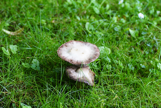 Pilze im Schlosspark Gieboldehausen