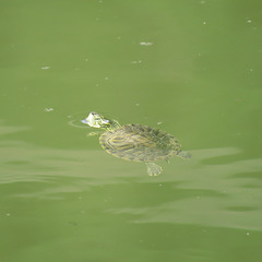 Painted turtle swimming in the pond