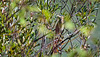 Summer end green heron in a bush