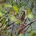 Summer end green heron in a bush
