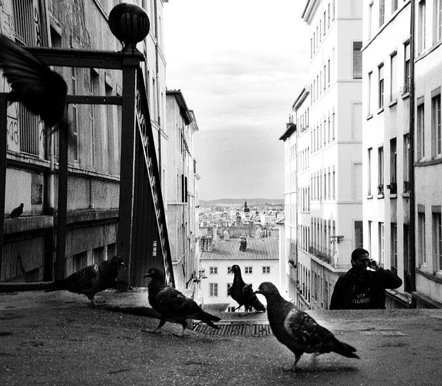 Tauben füttern in Lyon. HFF