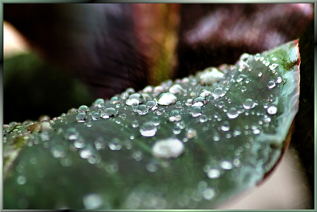 Water drops on a canna leaf... ©UdoSm